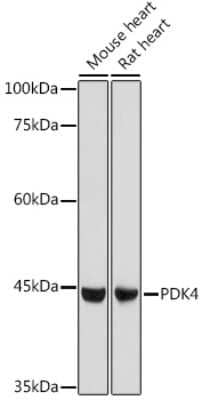 Western Blot: PDK4 AntibodyAzide and BSA Free [NBP2-95194]